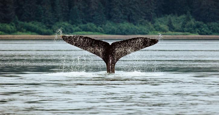 best time to see whales in Icy Strait