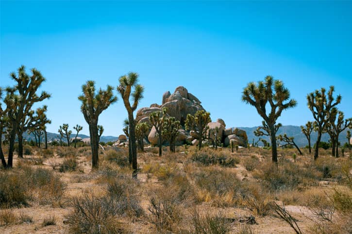 Joshua Tree National Park