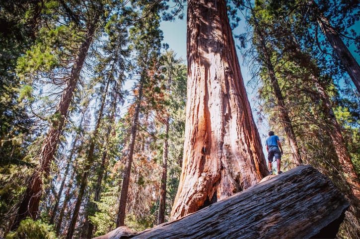 Redwood National Park: the most beautiful national parks in America
