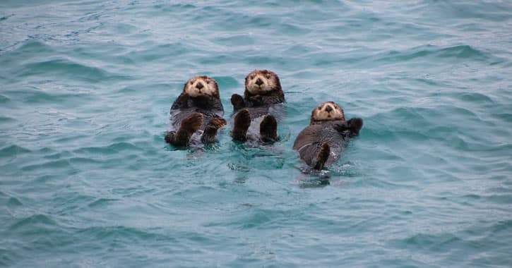 Sea otters and whale watching in Icy Strait Point Alaska