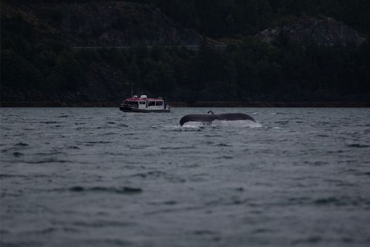 whale watching in icy strait point